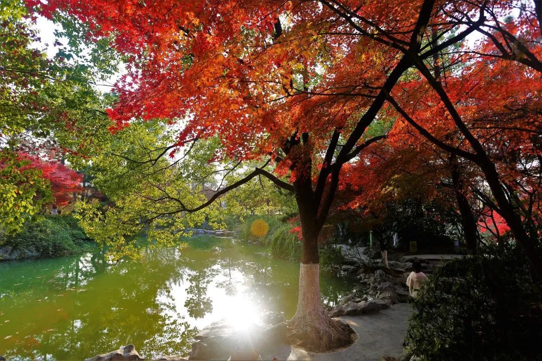 常州青枫公园有75种丰富的色叶树种