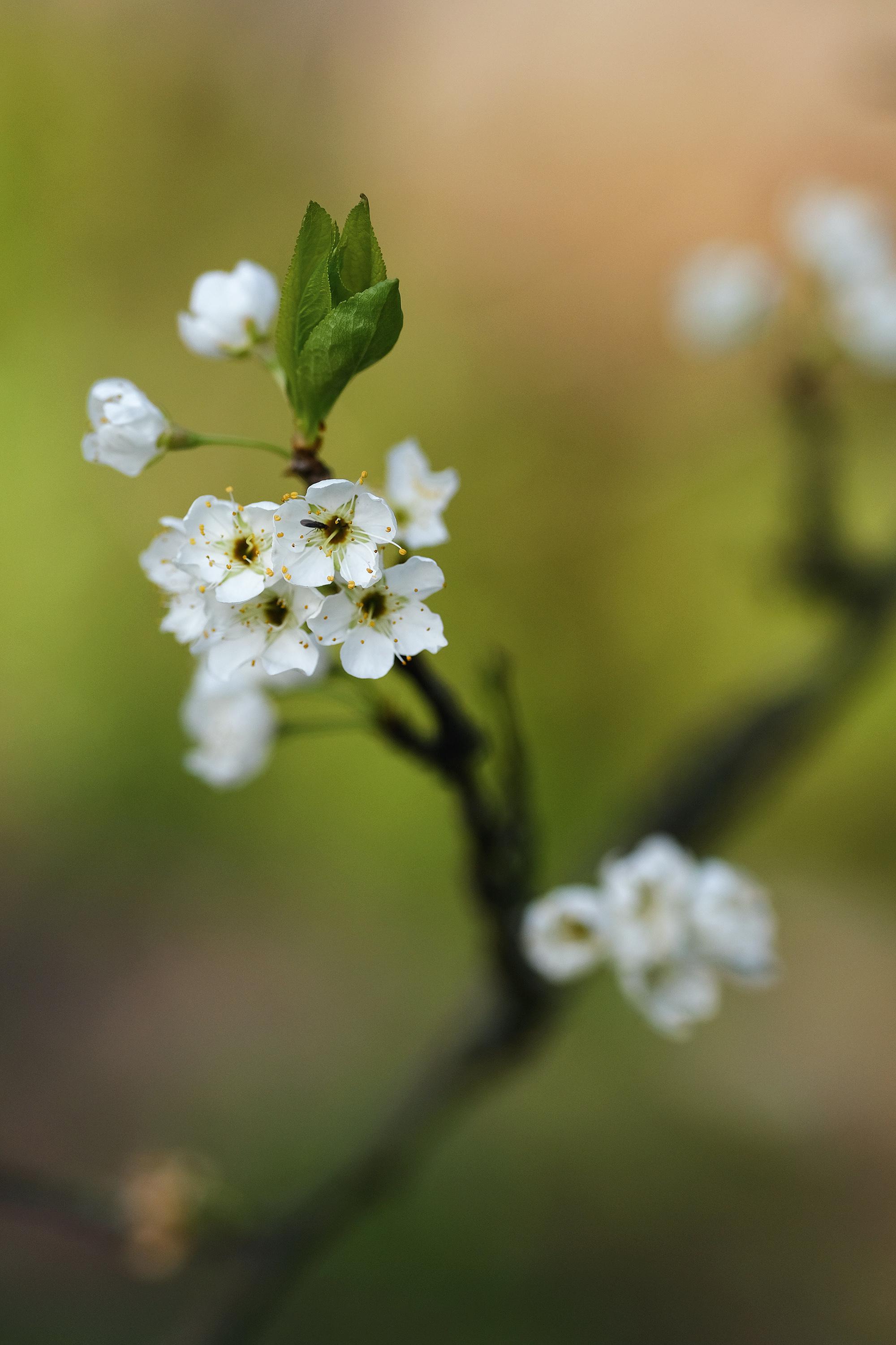 李花,梨花都快谢了.喜欢汪曾祺写梨花