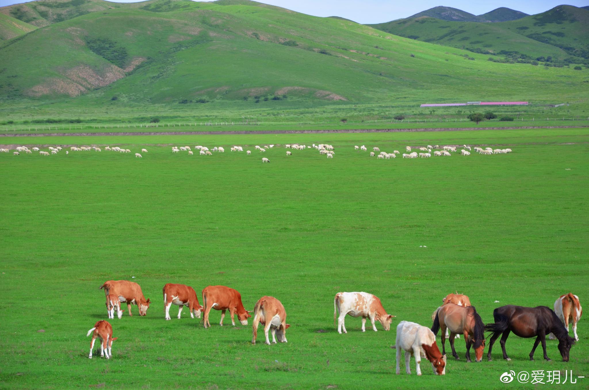 山地草原上的马和牛悠闲自在_高清图集_新浪网