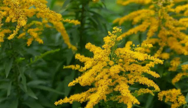 “加拿大一枝黄花”入侵，西安林业部门及时处置“生态杀手”休闲区蓝鸢梦想 - Www.slyday.coM