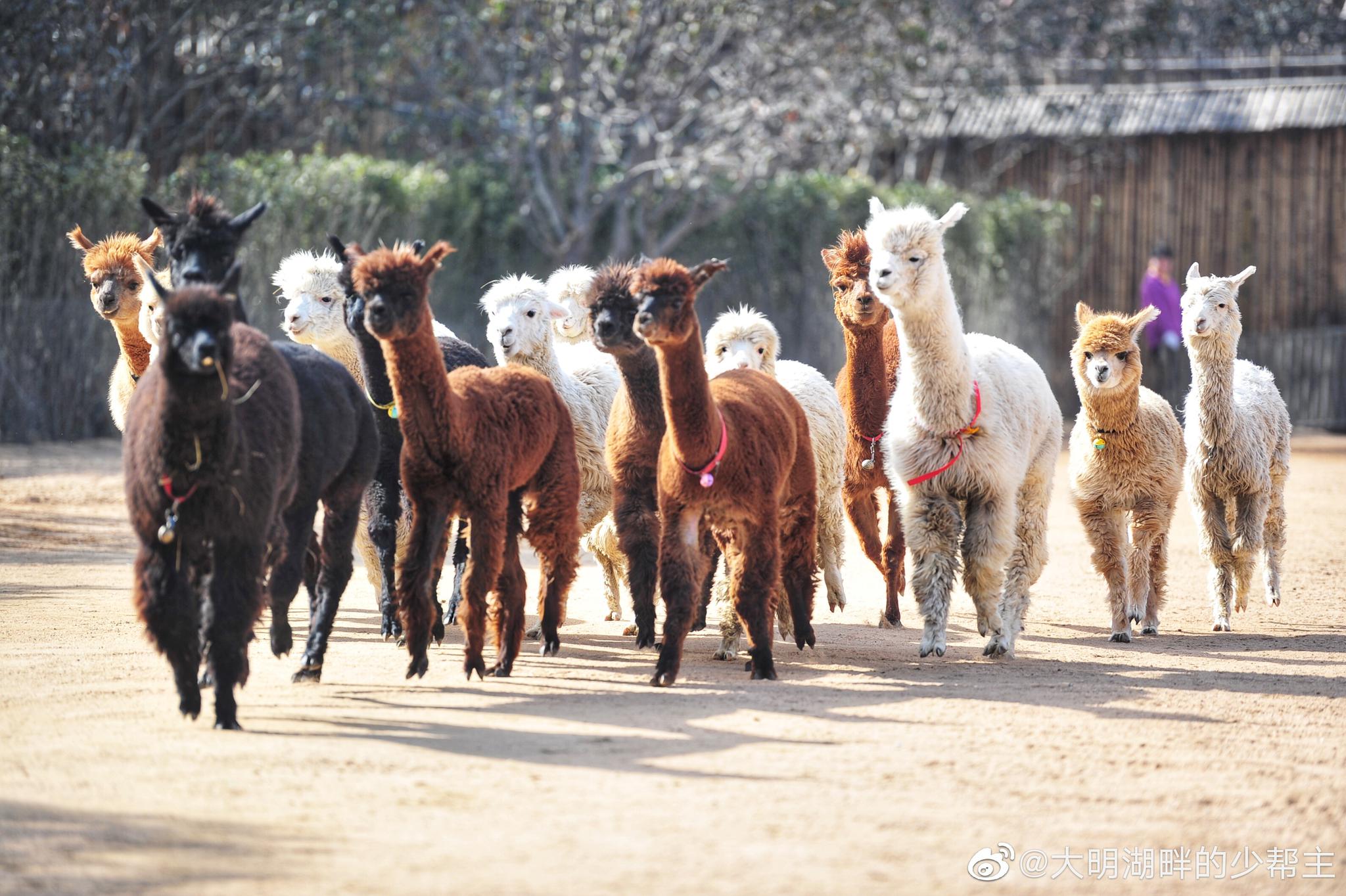老有人说一千只神兽奔腾而过,那么
