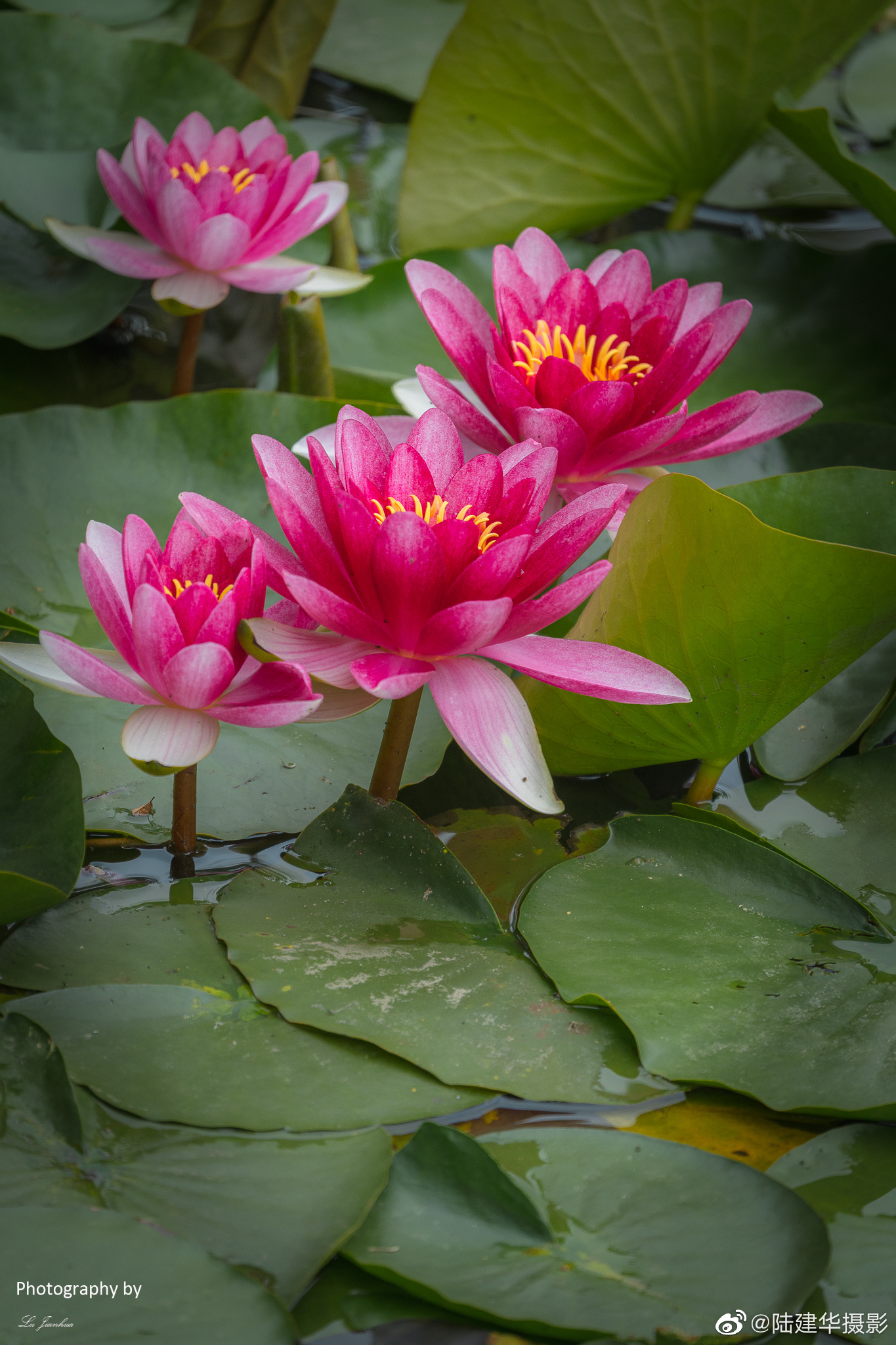 无锡太湖鼋头渚"藕花深处",初夏盛开的莲花_高清图集_新浪网