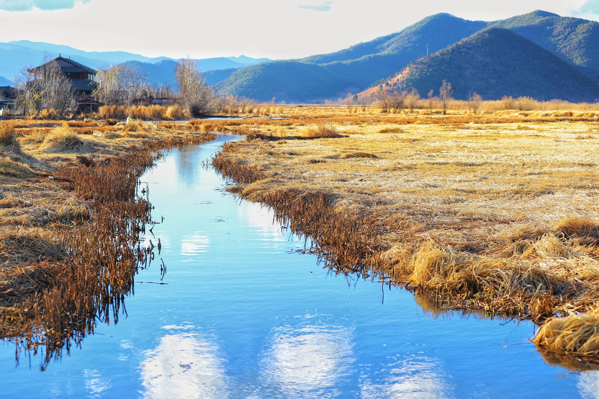 金黄的草海·泸沽湖的别样美