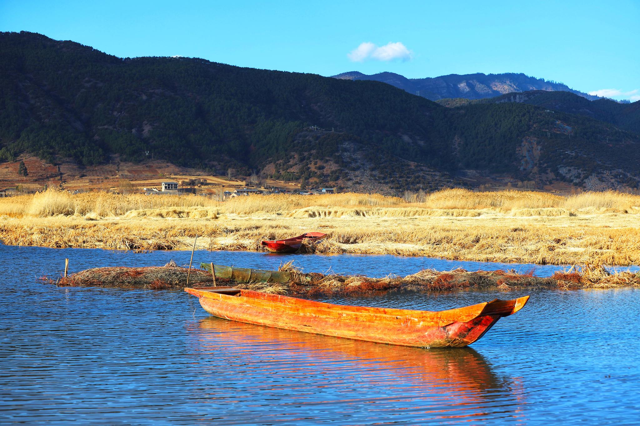金黄的草海·泸沽湖的别样美