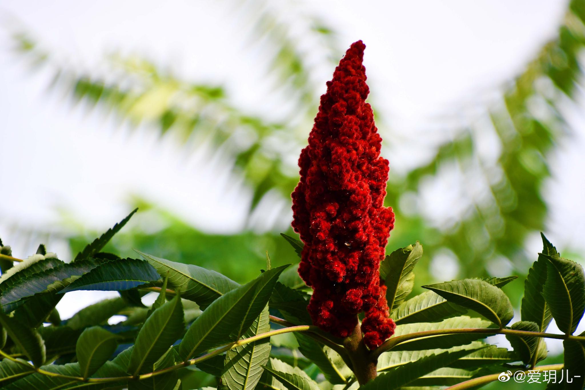 热带花红色火炬姜或Etlingera Elatior或者姜科 库存图片 - 图片 包括有 自然, 庭院: 130043425