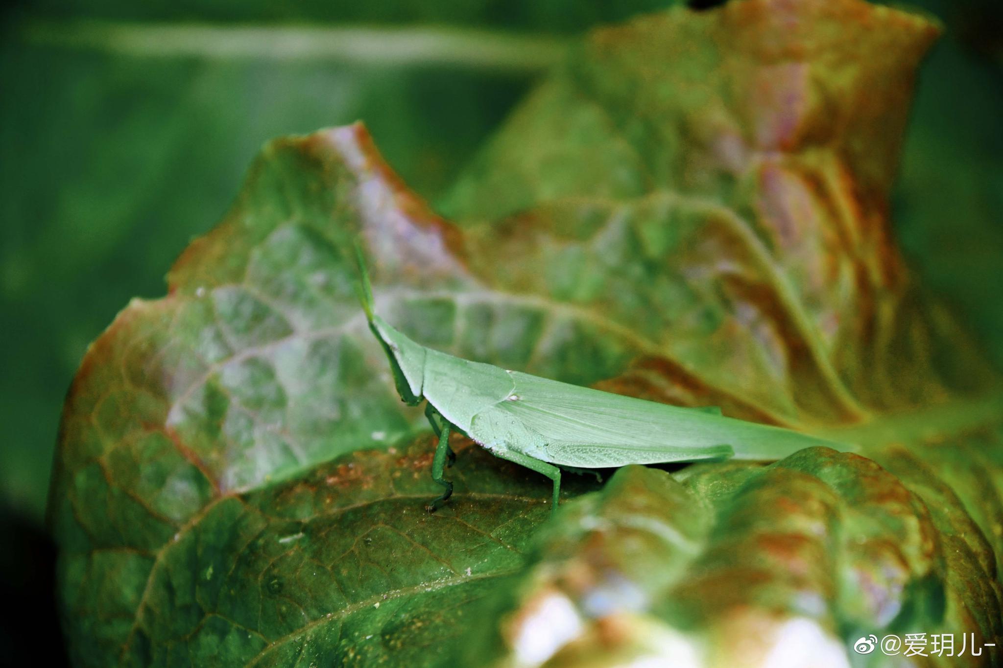 生菜叶上两只萌萌哒蚂蚱
