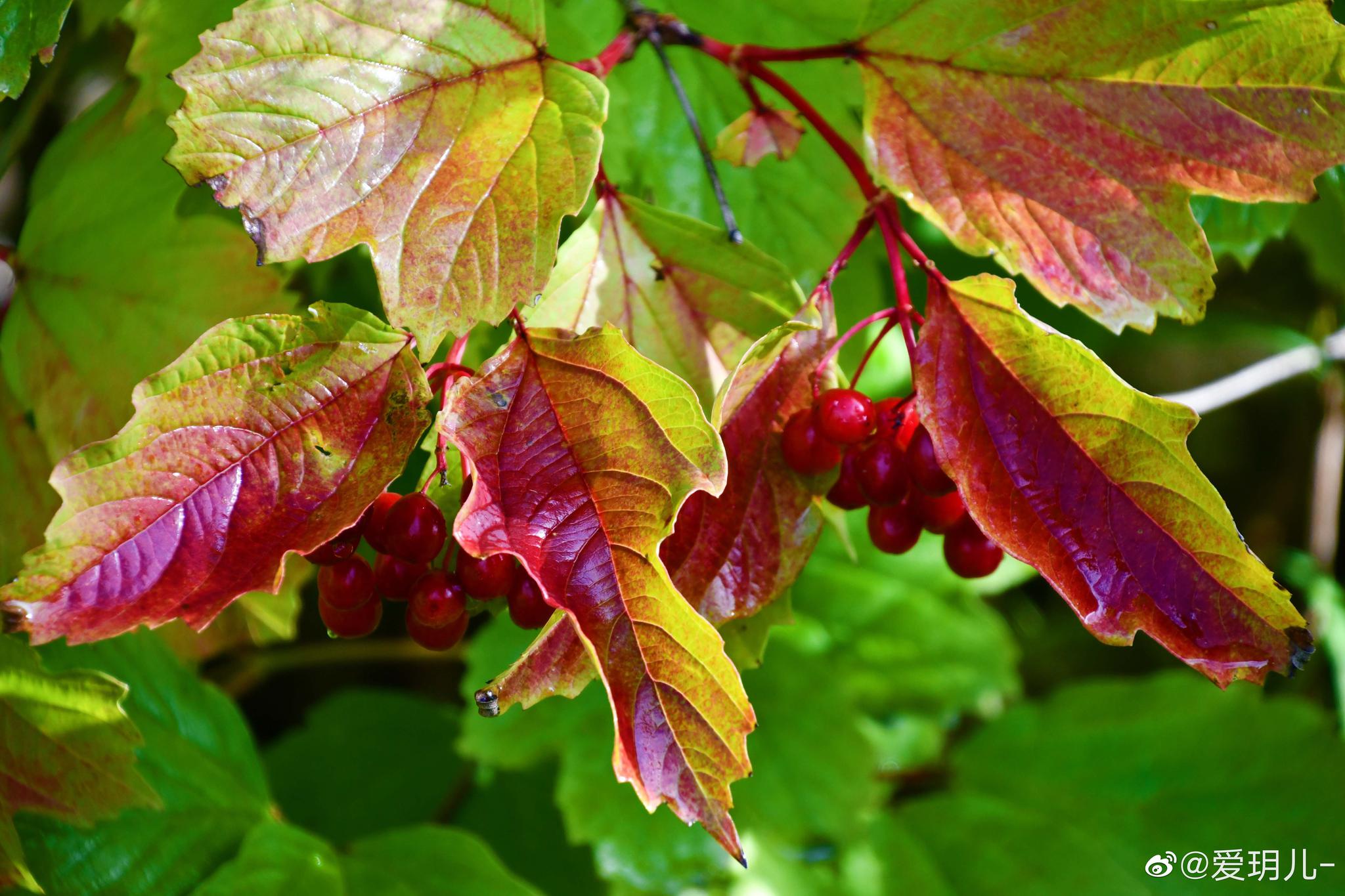 琼花的红色果实晶莹红亮叶子形状很特别