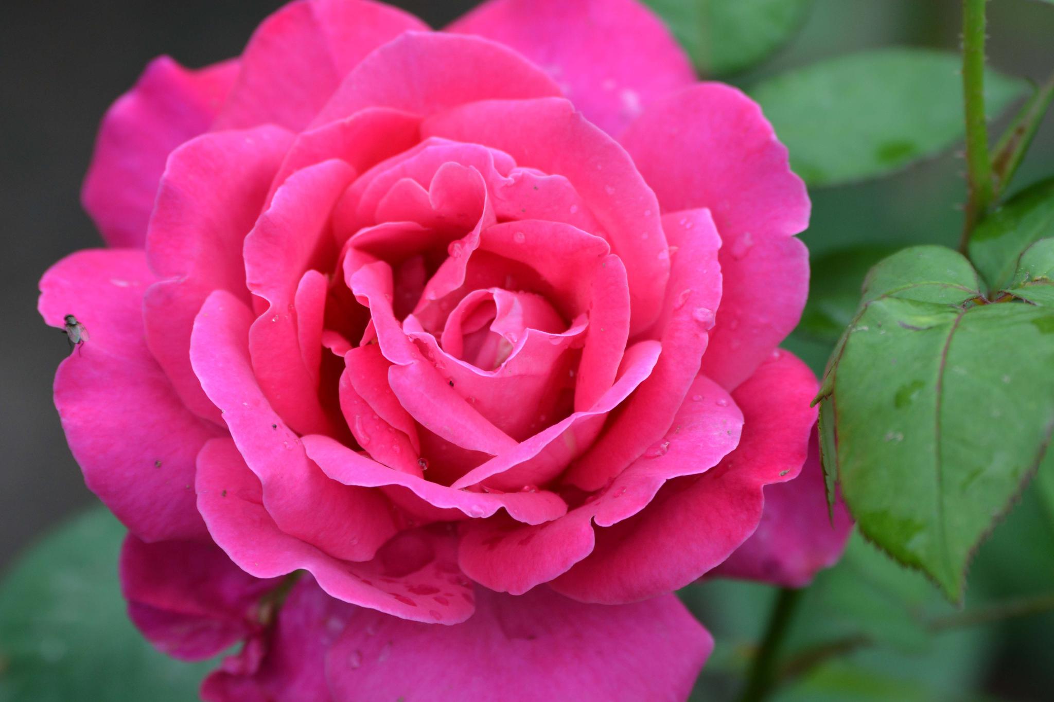 美丽的玫粉色重瓣大月季花…………_高清图集_新浪网