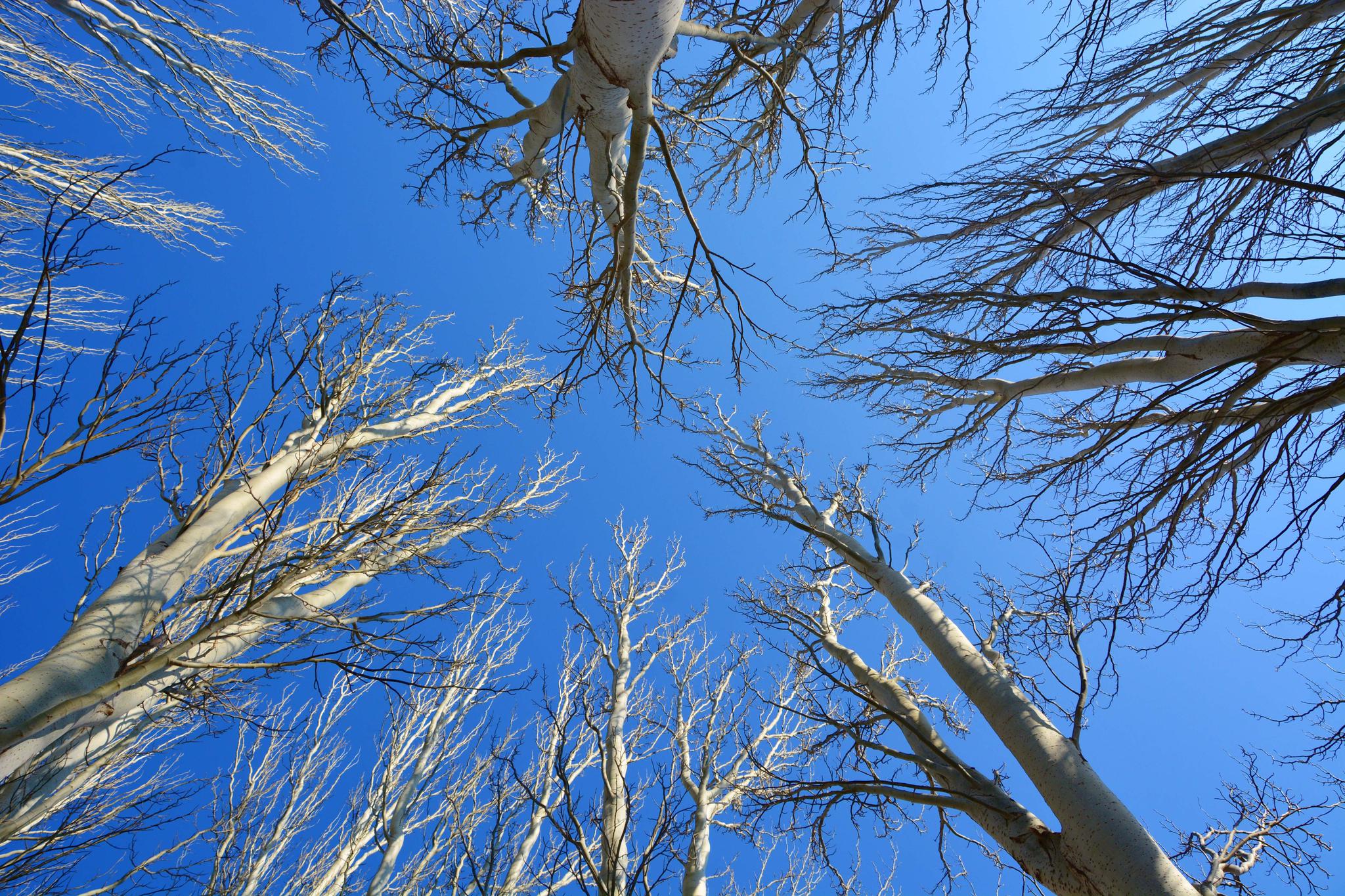 仰拍冬天的白杨树