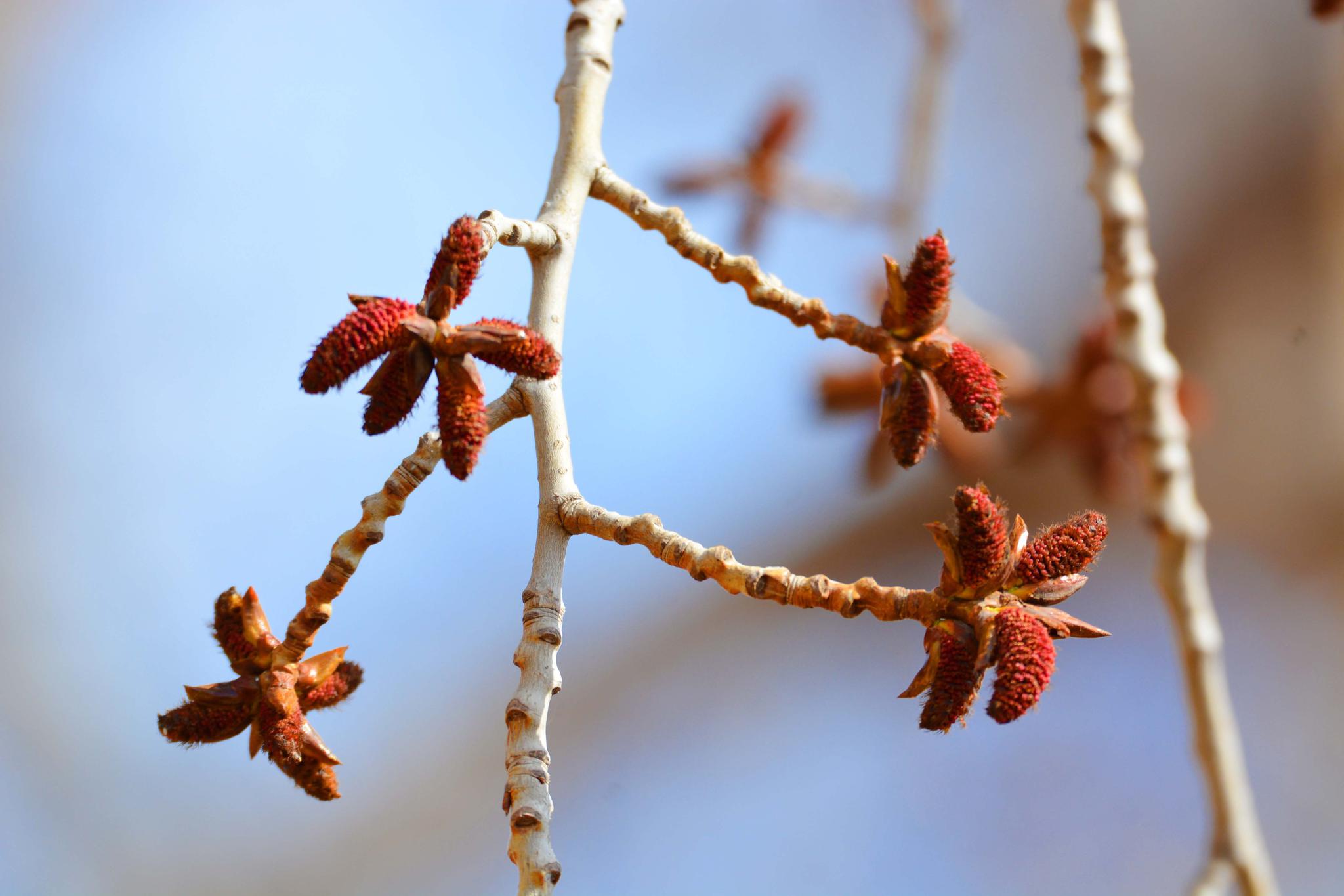 加拿大杨树的红花很可爱……_高清图集_新浪网