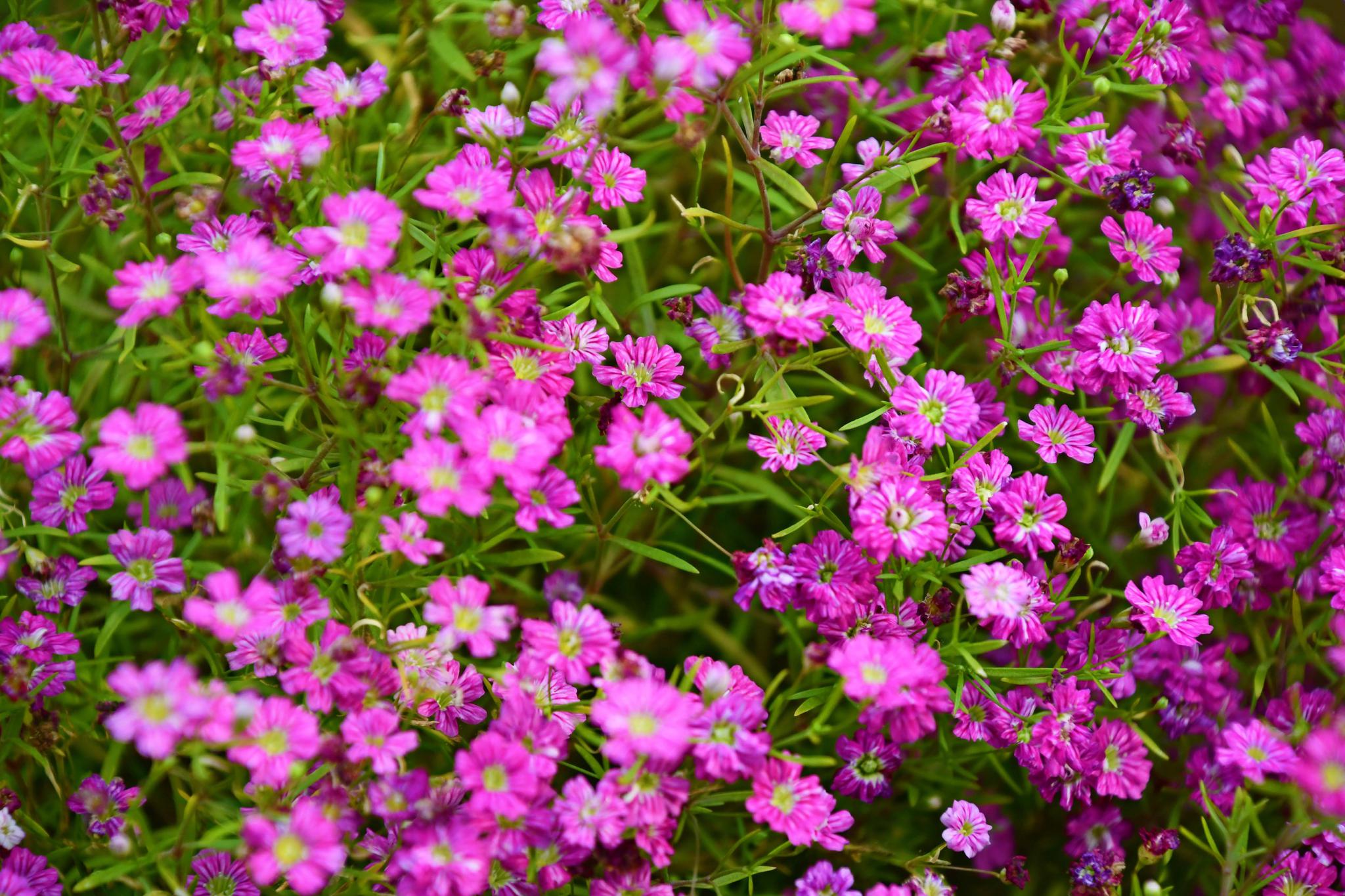 圆锥石头花像可爱的小星星