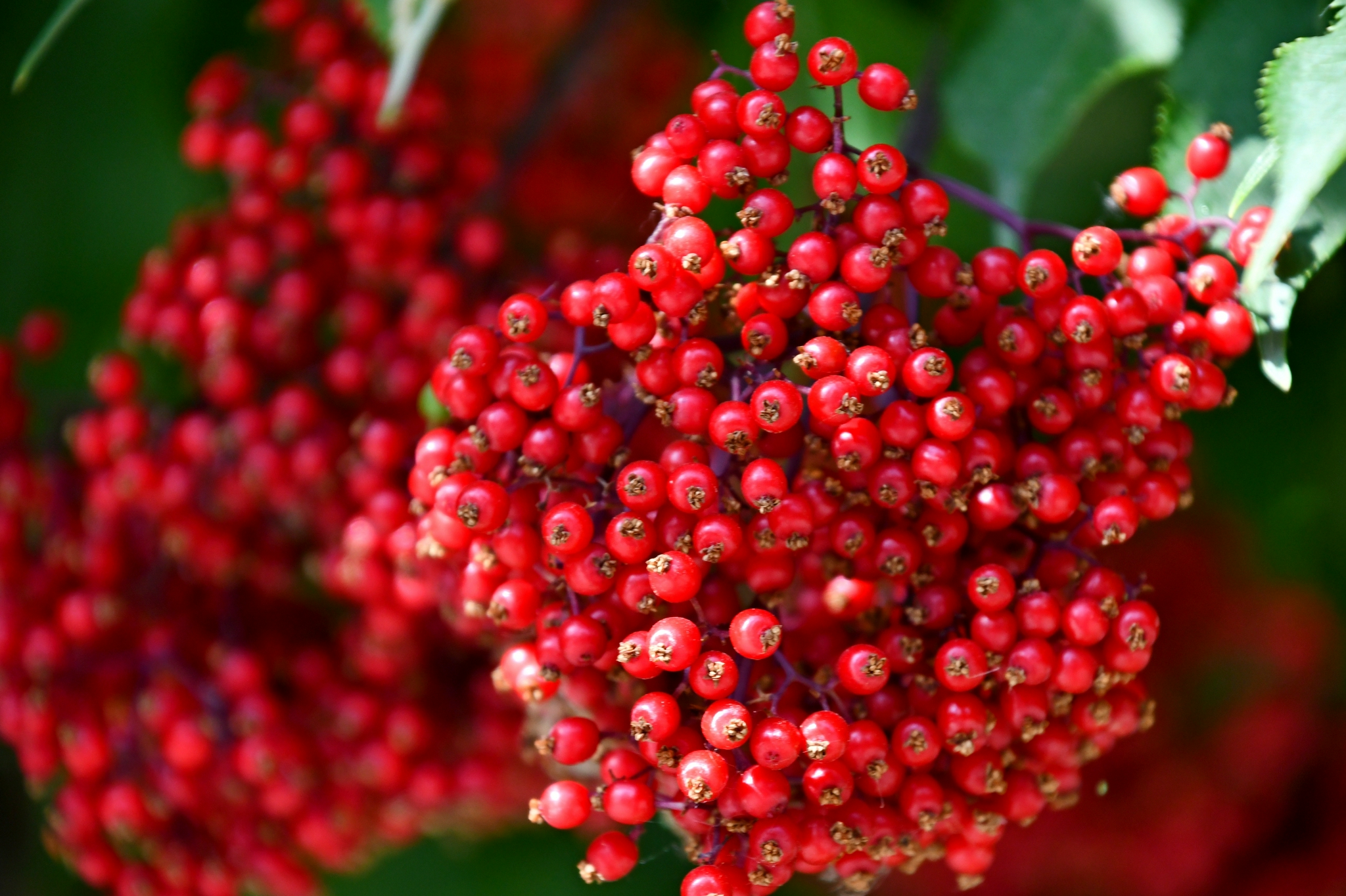 火红的接骨木果实,原创拍摄_高清图集_新浪网