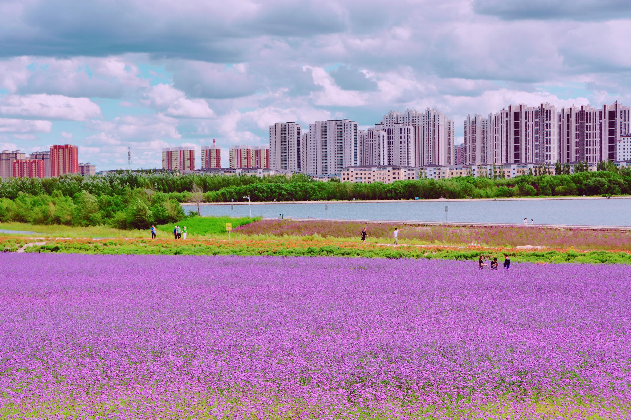 通辽市辽河公园薰衣草花园,原创拍摄