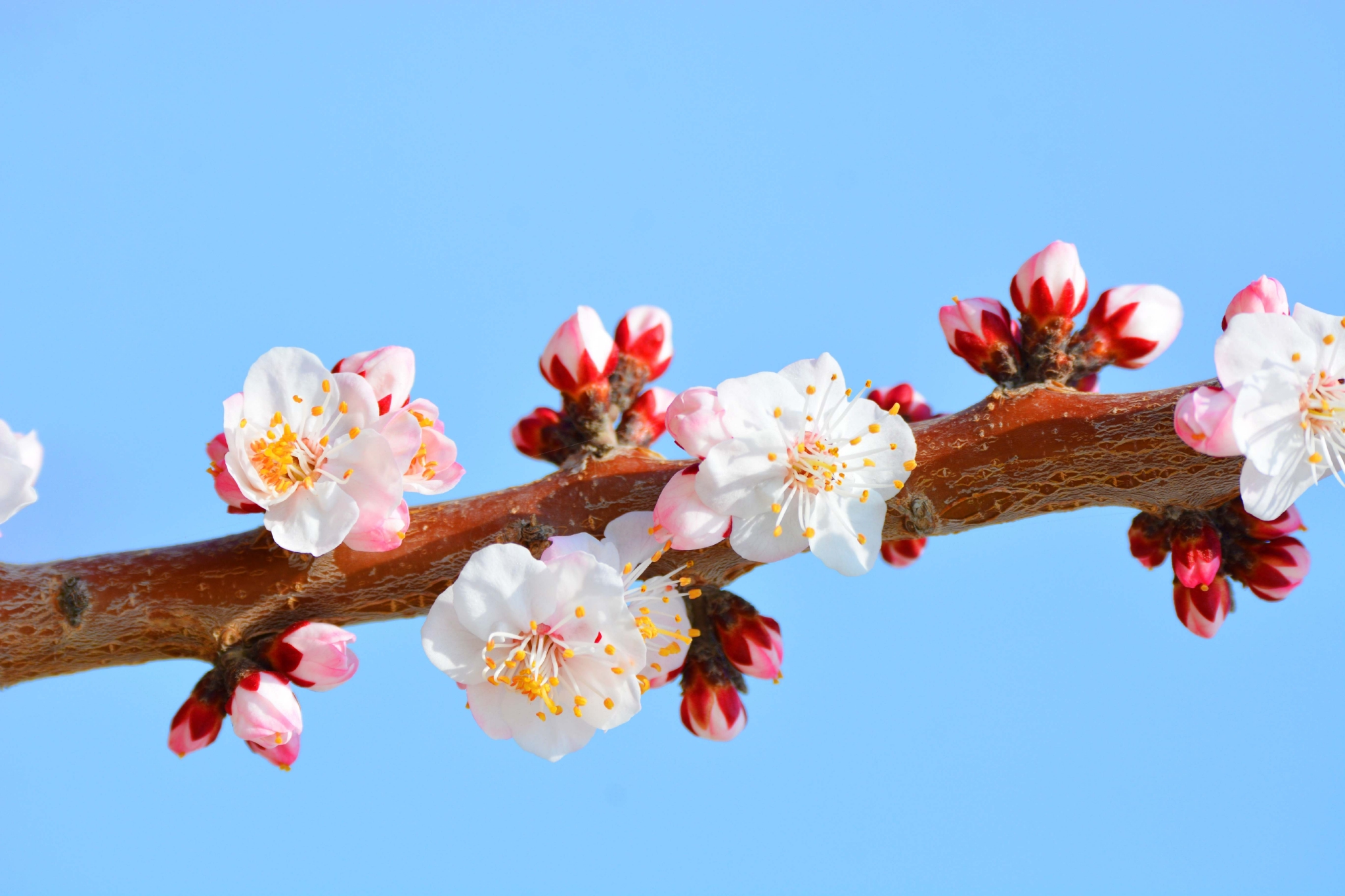 春天时的杏梅花,原创拍摄