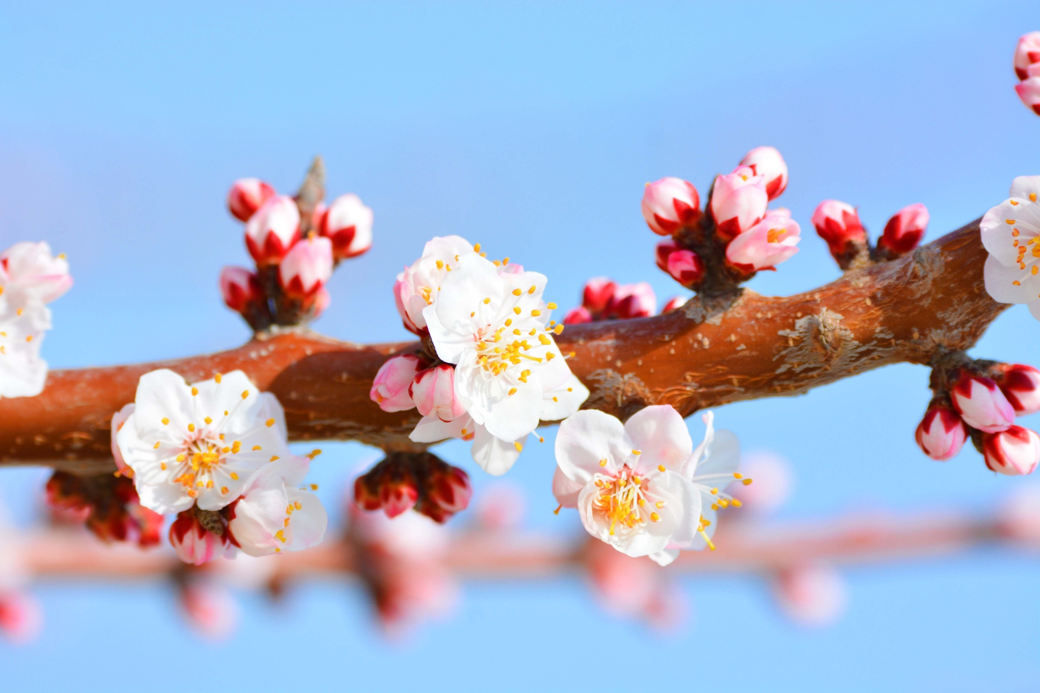 春天时的杏梅花,原创拍摄