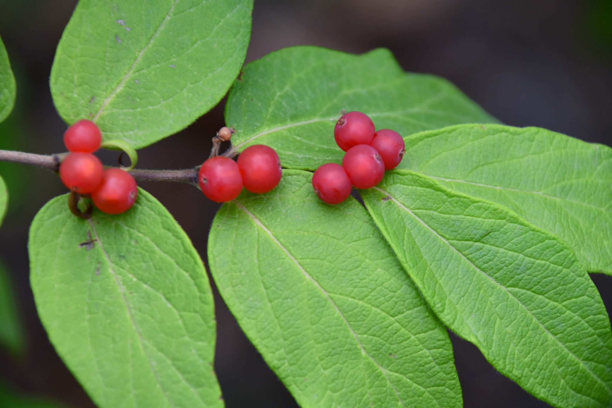 忍冬果晶莹剔透,原创拍摄_高清图集_新浪网