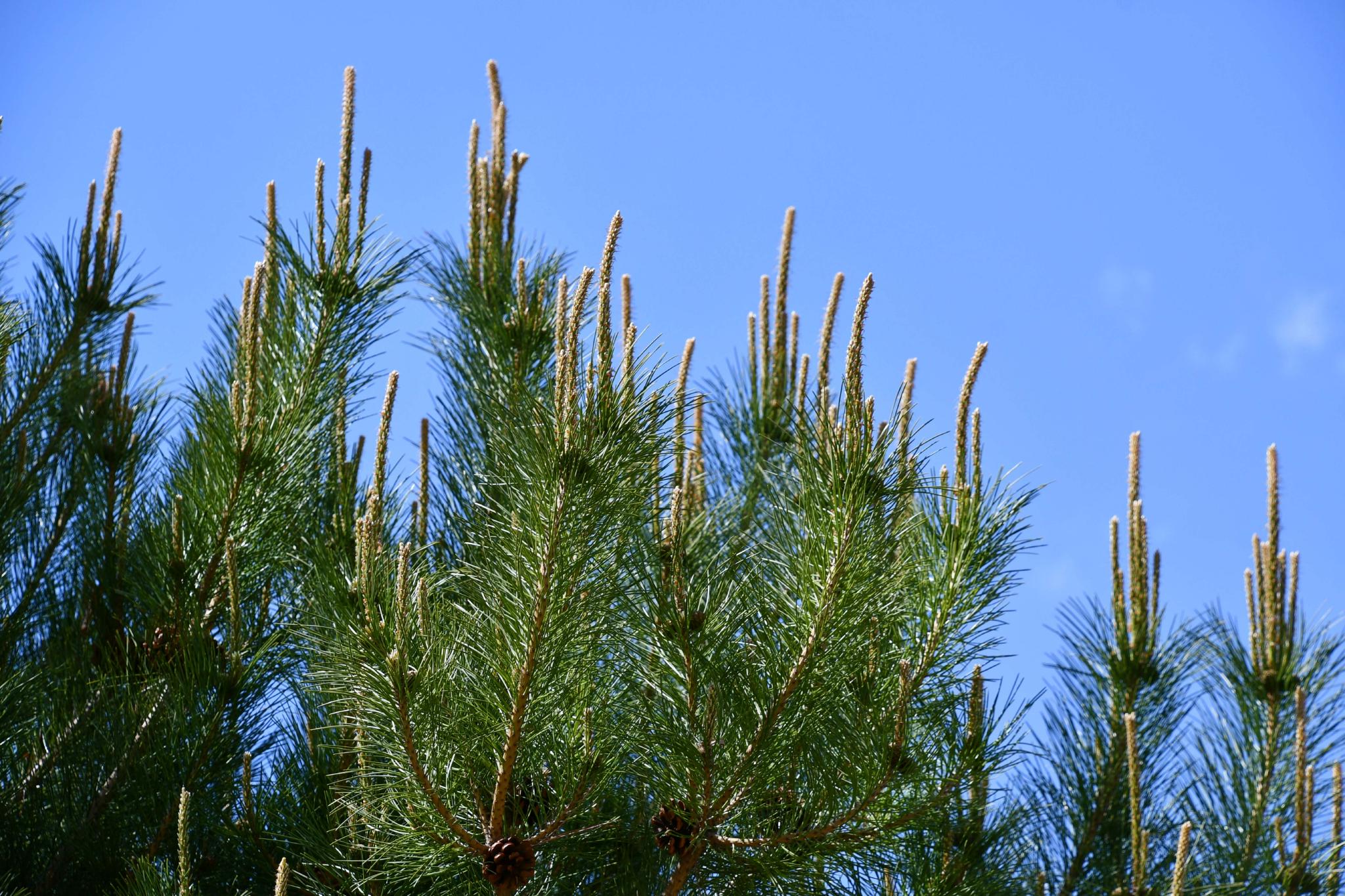 春天的马尾松,原创拍摄_高清图集_新浪网