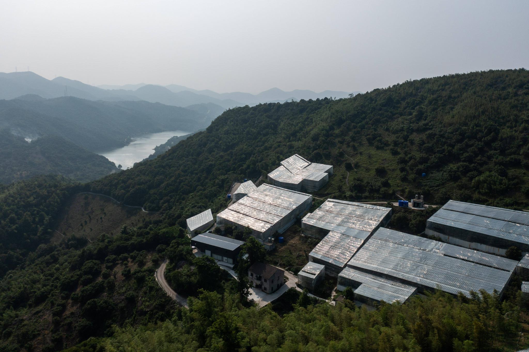 浙江慈溪大棚杨梅抢鲜上市