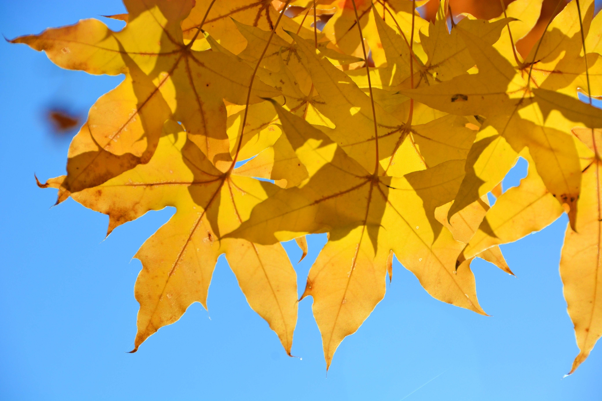 金色五角枫叶,原创拍摄