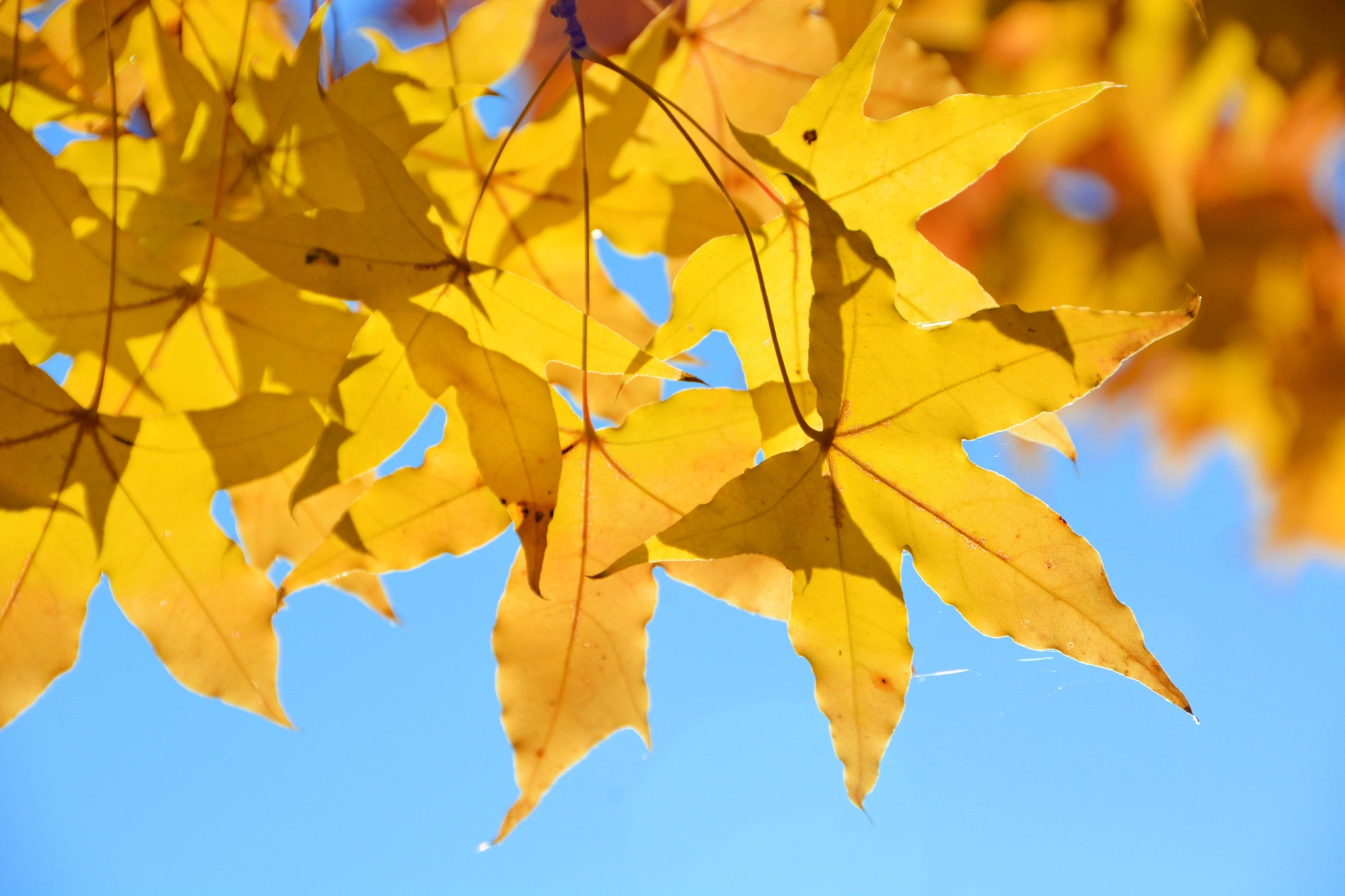 金色五角枫叶,原创拍摄