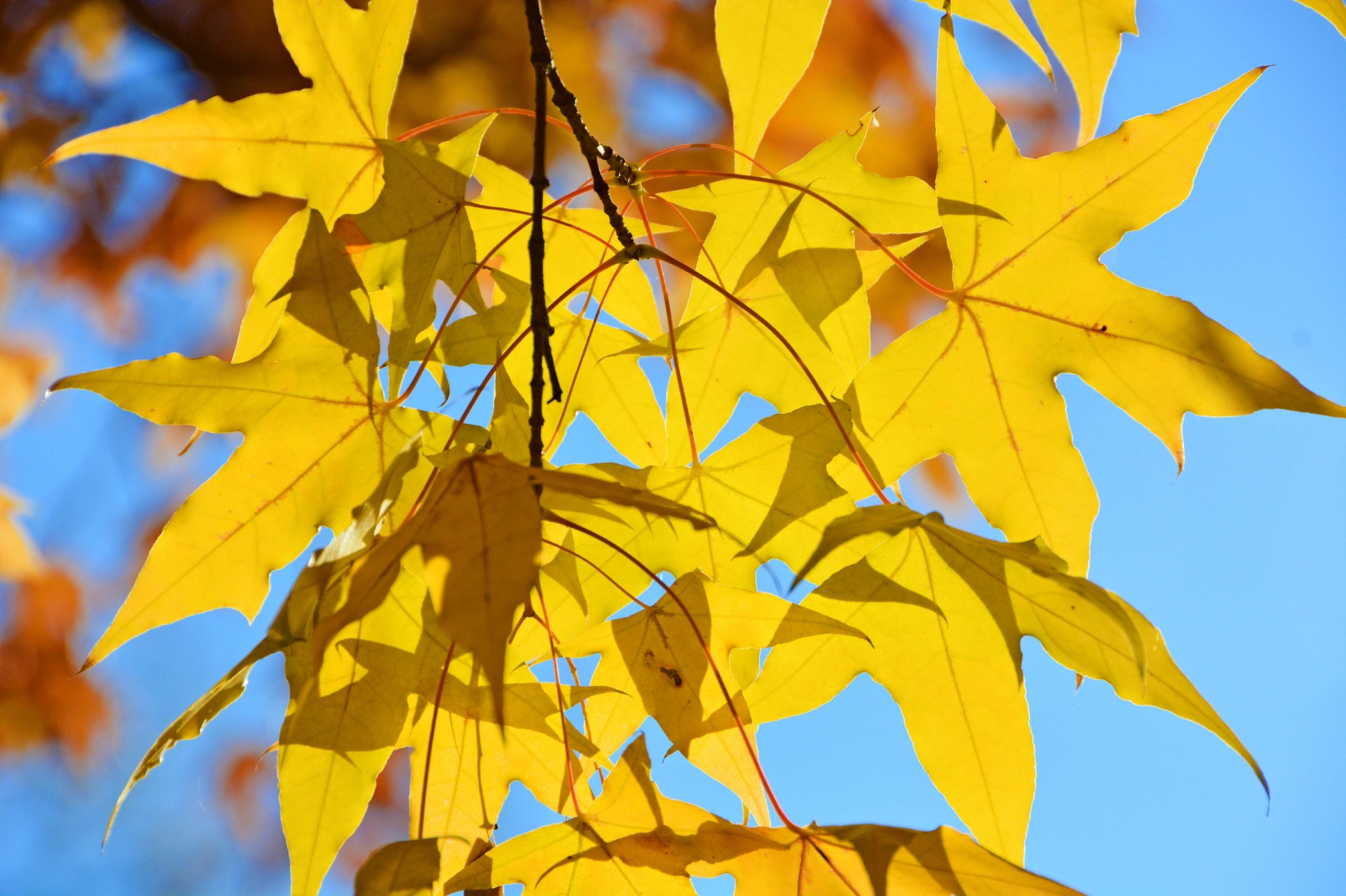 金色五角枫叶,原创拍摄