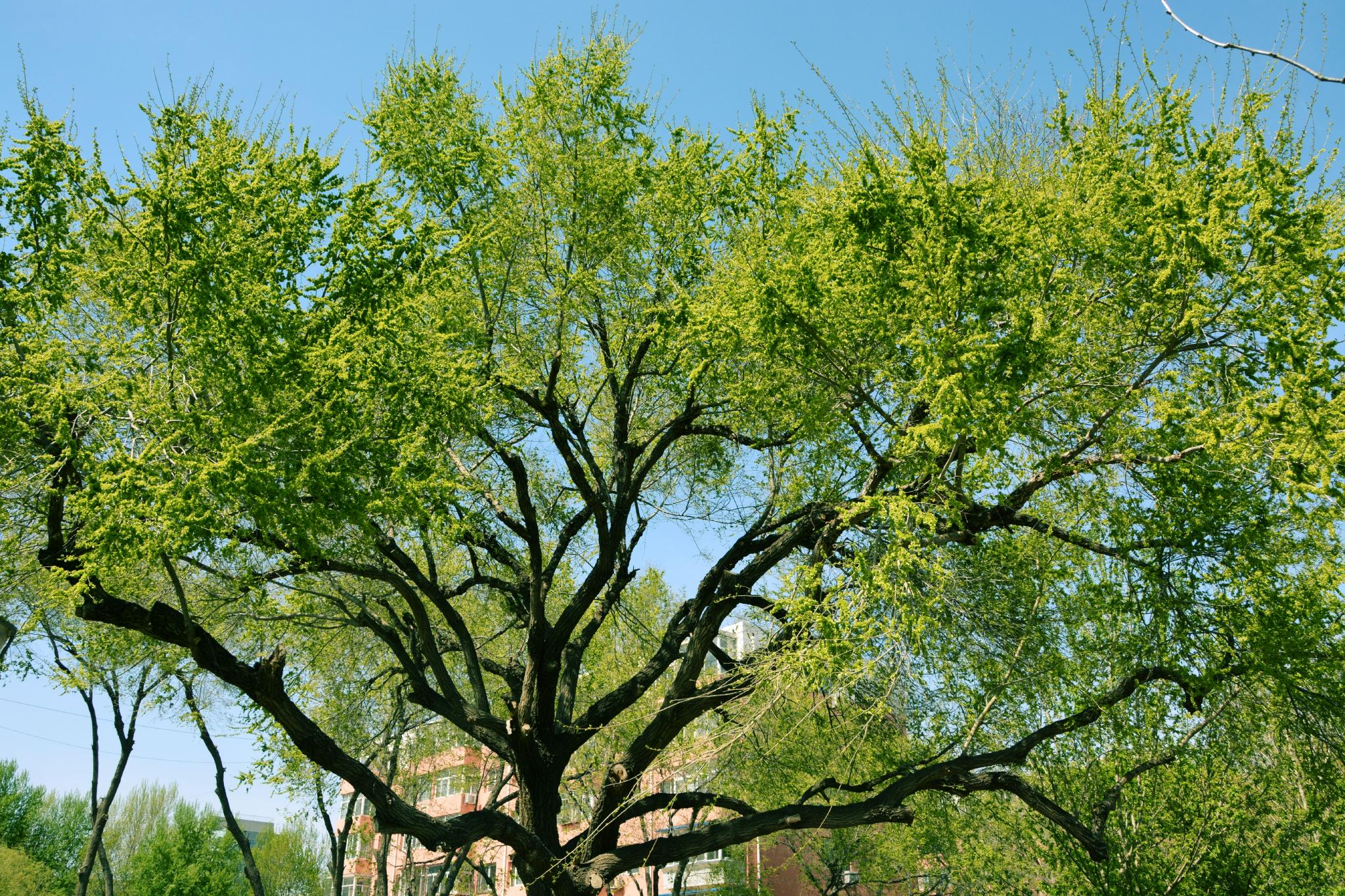 满树榆钱儿原创拍摄
