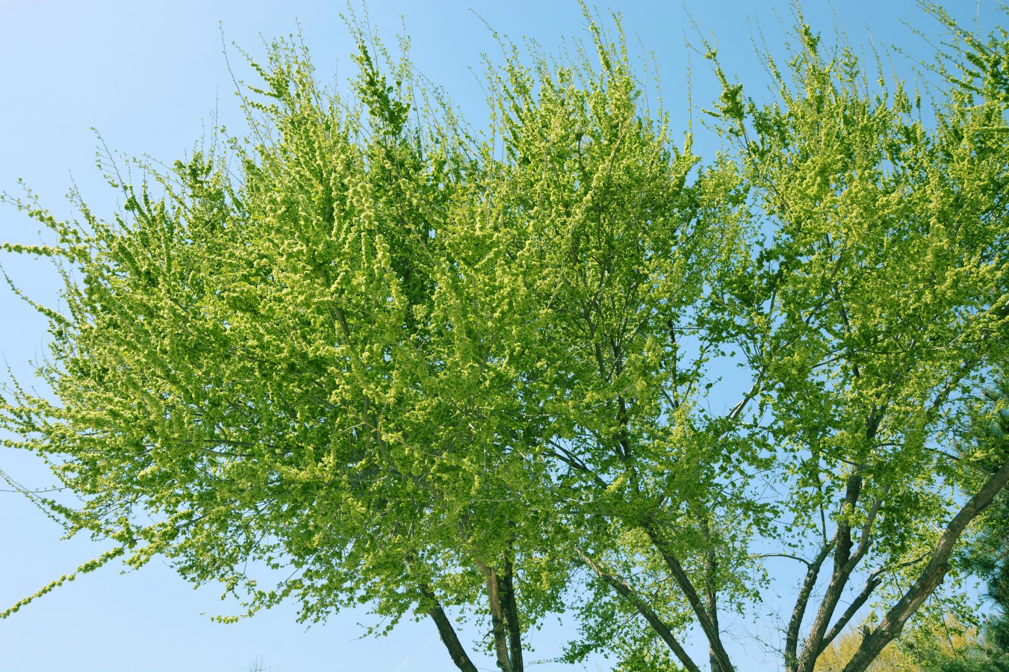 满树榆钱儿原创拍摄