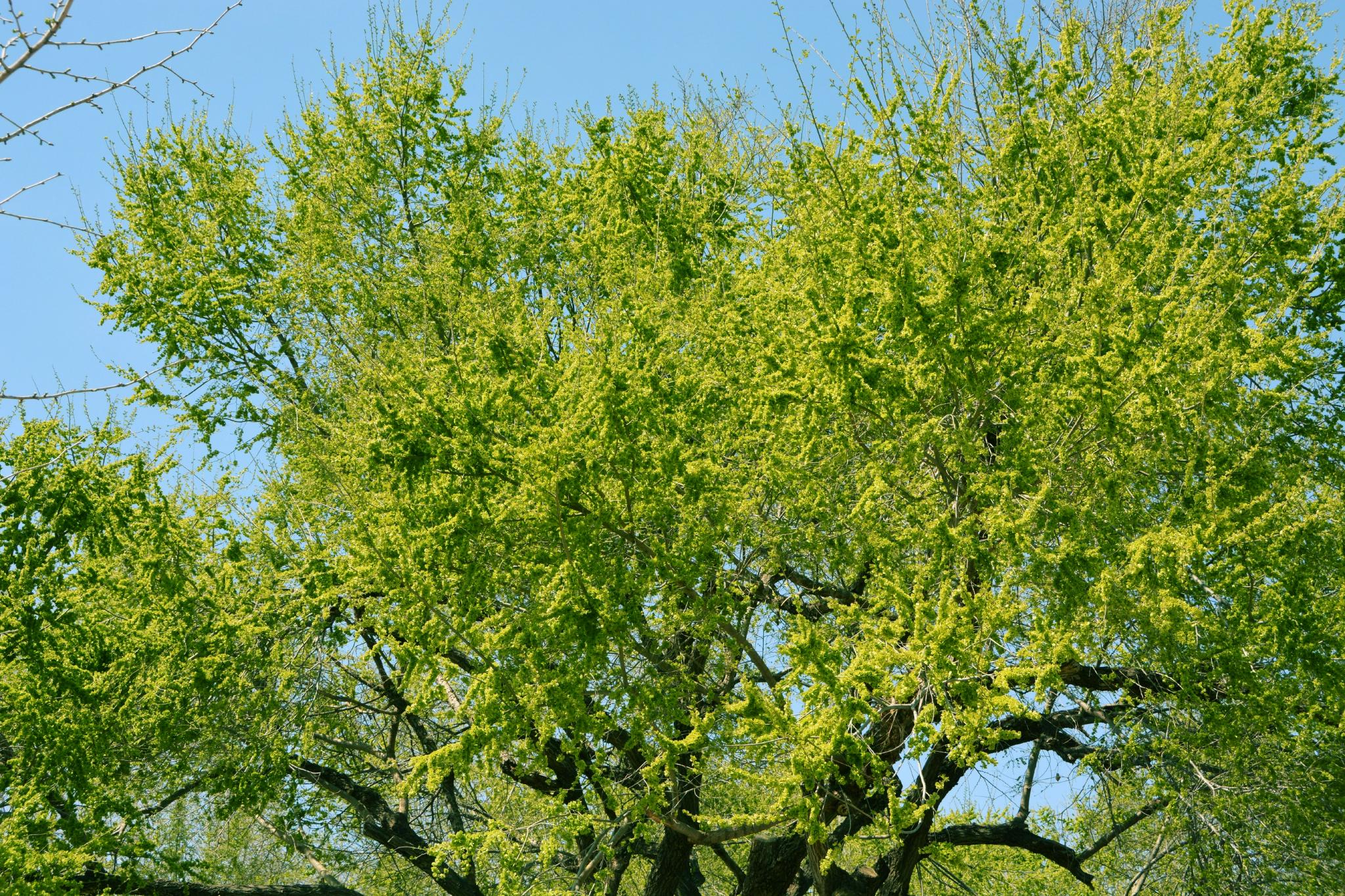 满树榆钱儿原创拍摄