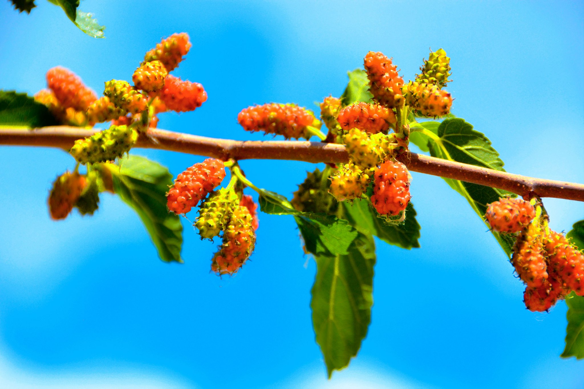 桑椹果实成熟了,原创拍摄_高清图集_新浪网