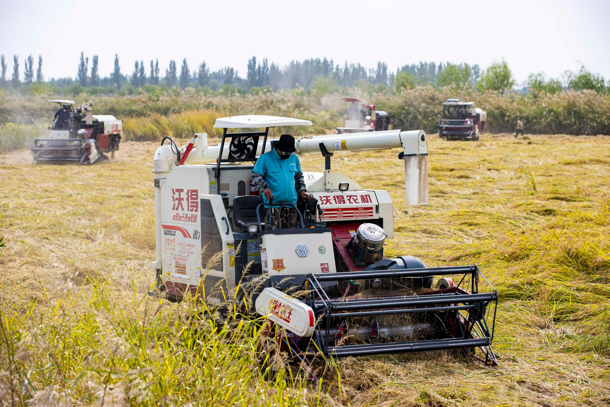 (经济)贺兰山下收稻忙