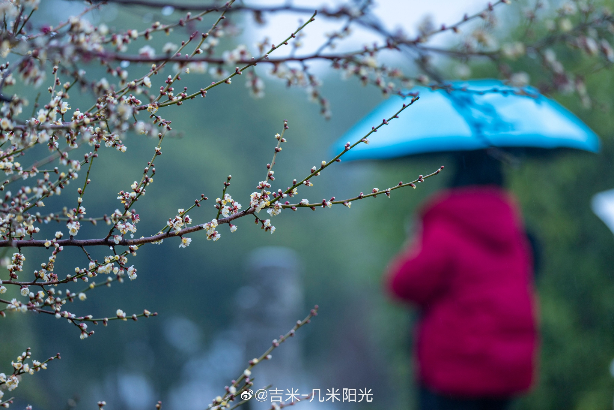 橘子洲头梅花图片