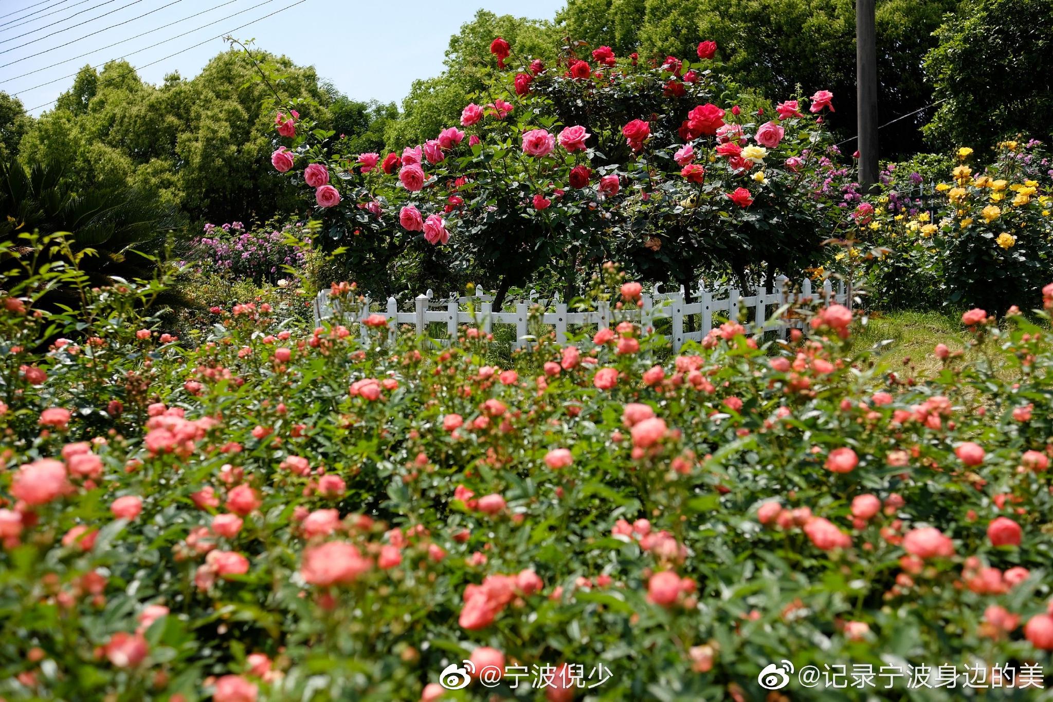 2023北仑丽盛玫瑰庄园游玩攻略,说是玫瑰🌹花但是看着想月季花 【去哪儿攻略】