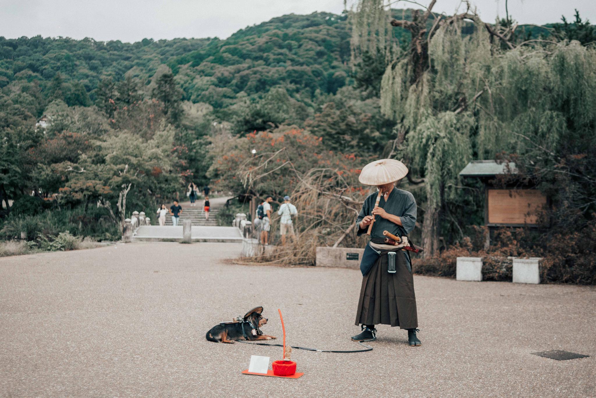 还记得日本京都那只网红狗吗?头戴斗笠,系着围巾,身背短刀