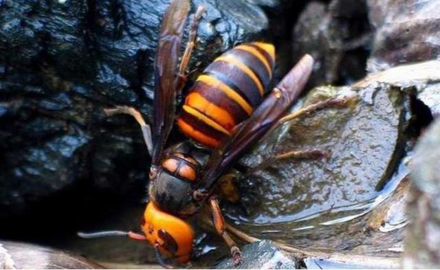 矿蜂因其毒性大而得名.