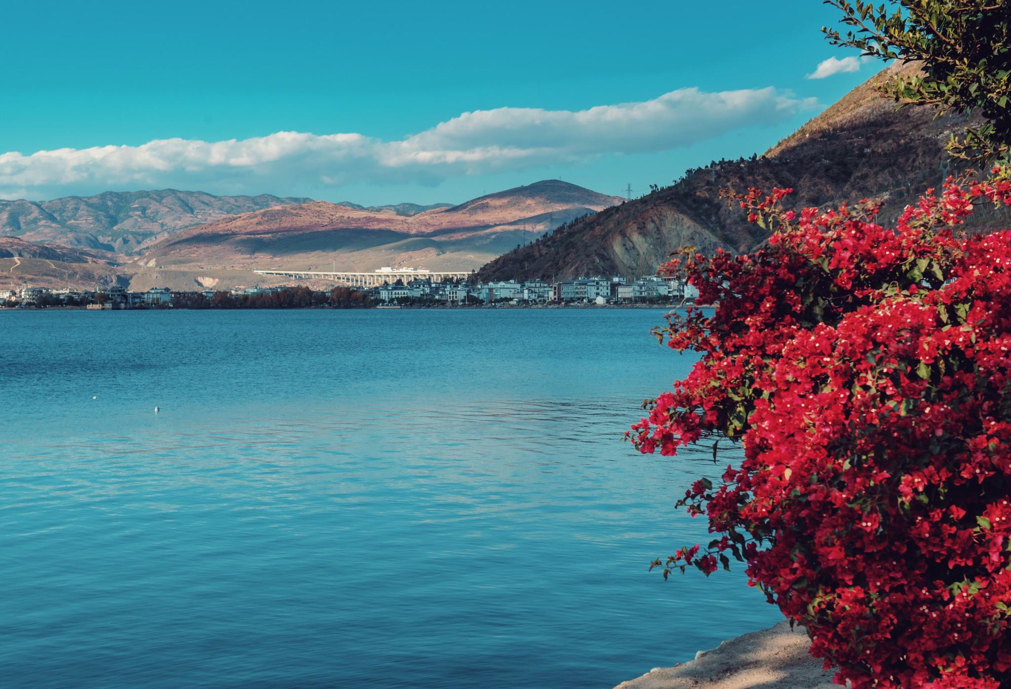 大理洱海边的景色总是那么耀眼