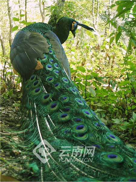 COP15丨让更多绿孔雀翱翔于碧水丹山|中国|亚洲象|人工繁育|种群|栖息地
