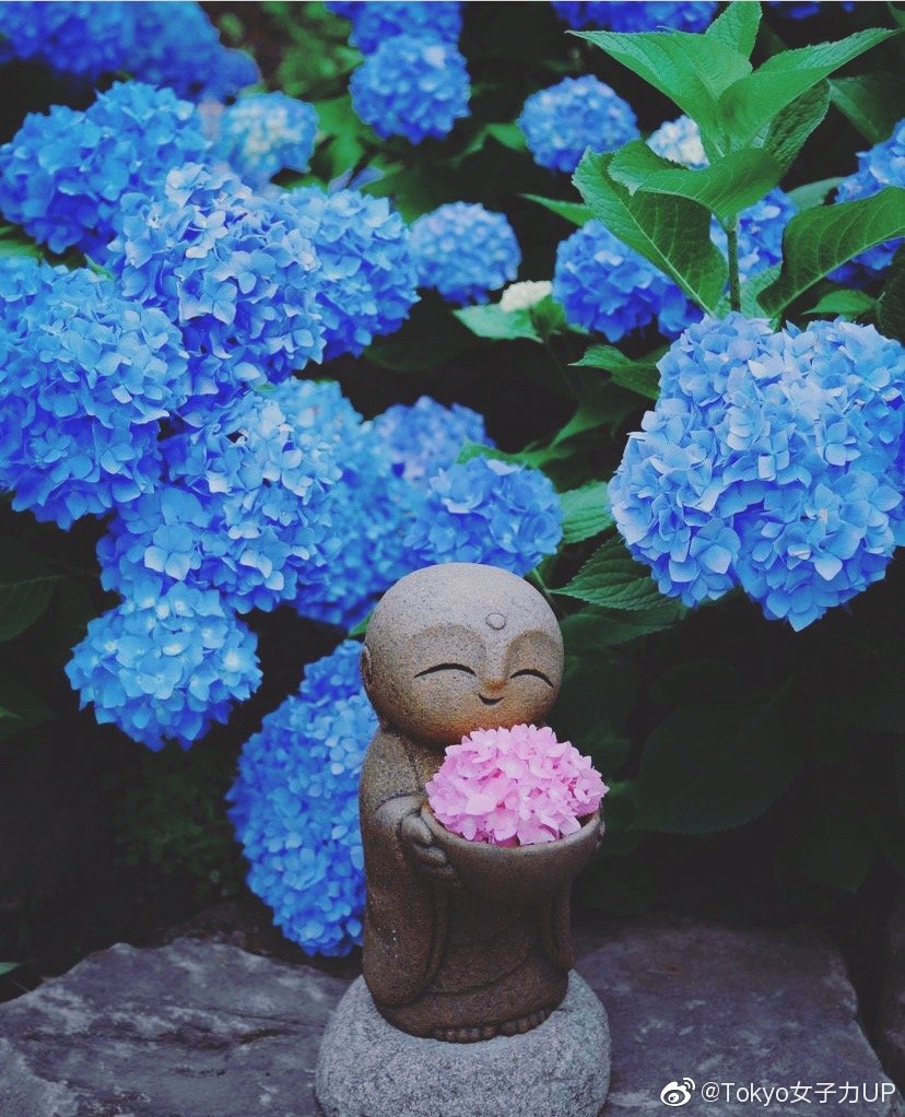 不是只有镰仓的紫阳花哦 秋田县云昌寺的紫阳花也是美美的 不是只有镰仓的紫阳花哦 秋田县云昌寺的紫阳花也是美美的