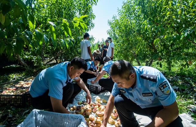 新疆伊犁：蟠桃熟了！边境派出所的休闲区蓝鸢梦想 - Www.slyday.coM