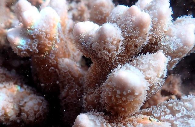 海南:从珊瑚到鱼群水下"绿洲"正归来