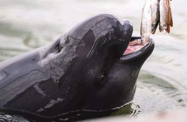 对于江豚来说,很多人应该不陌生了,我们又称之为"扬子江江豚,窄脊江豚