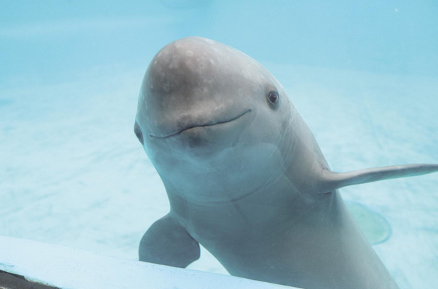 对于江豚来说,很多人应该不陌生了,我们又称之为"扬子江江豚,窄脊江豚