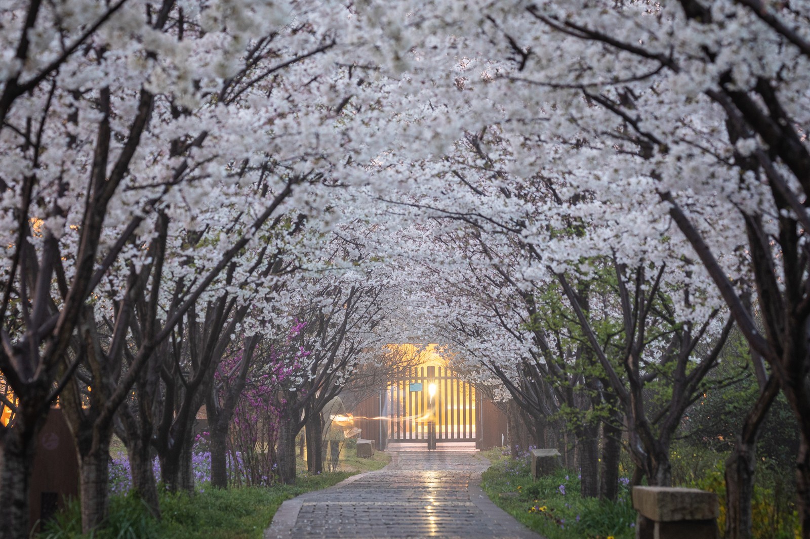 苏州香雪海樱花图片