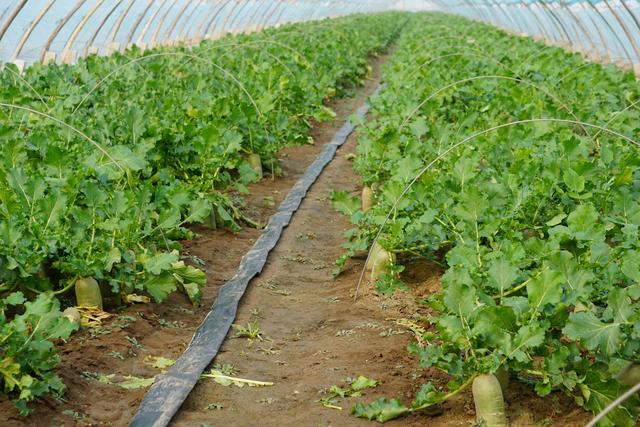 村往东北20公里左右,寒亭区的固堤街道,这里有更为辽阔的萝卜种植面积