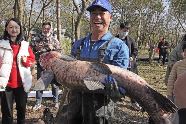 "浑水捉鱼"在西溪,68斤"鱼王"出塘亮相|西溪|湿地|鱼塘_新浪新闻