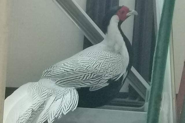 国家二级保护野生动物白鹇飞到汨罗归义街被放归山林