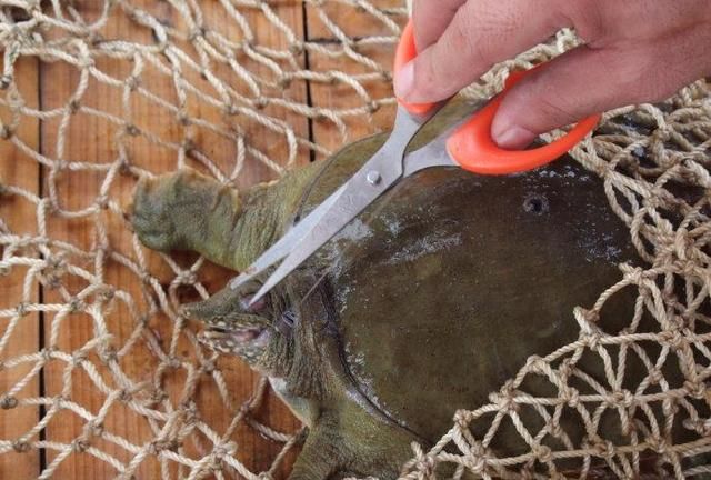 夏季户外钓甲鱼,把握好这3个点,让你一钓一个准