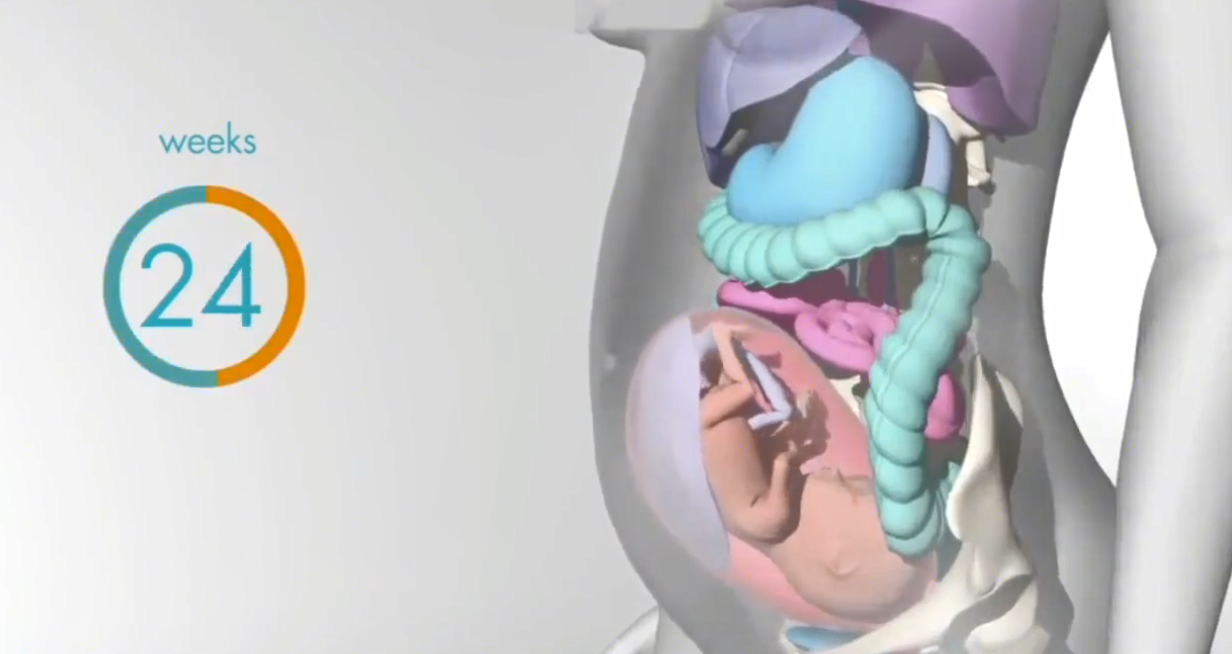 怀胎十月,胎儿把妈妈的内脏挤哪去了?十张过程图带你了解