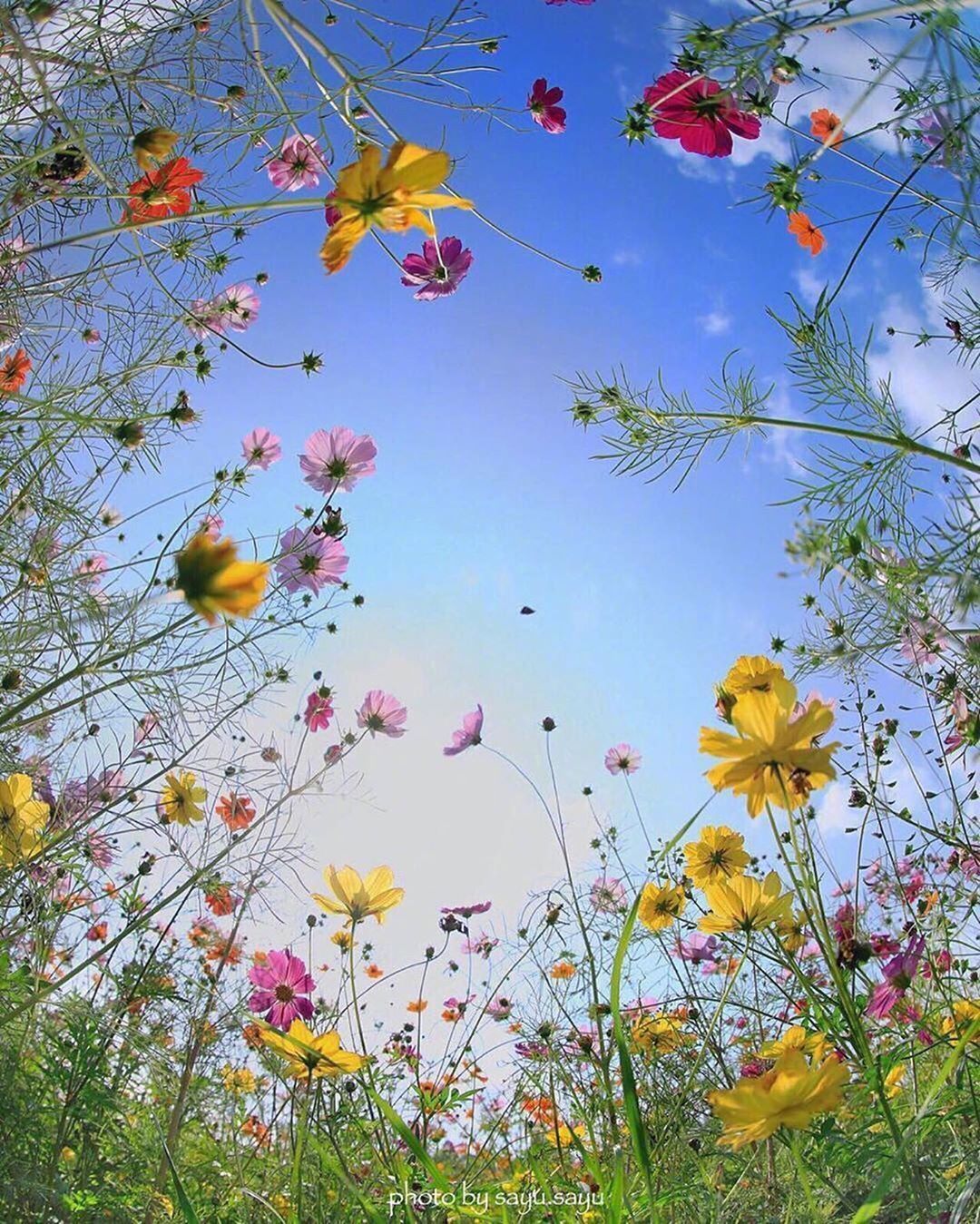 花开堪折直须折 莫待无花空折枝 这个春天你赏花了吗