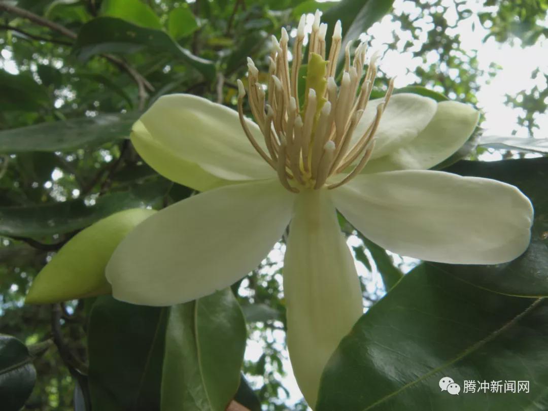 cop15看腾冲:濒危物种!国家一级保护植物长蕊木兰