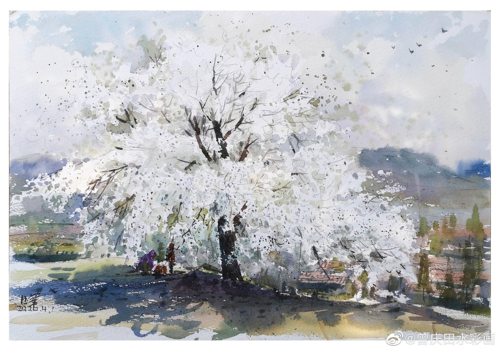 怒放的梨花,霏霏如雪,素洁淡雅 @曾庆田水彩画